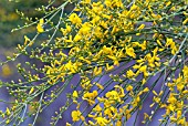 GENISTA AETNENSIS (AGM), (MOUNT ETNA BROOM)