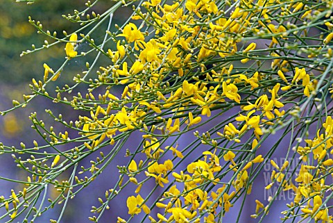 GENISTA_AETNENSIS_AGM_MOUNT_ETNA_BROOM