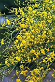 GENISTA AETNENSIS (AGM), (MOUNT ETNA BROOM)