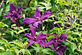 CLEMATIS VITICELLA POLISH SPIRIT,   LATE JUNE