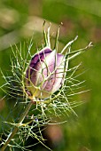 NIGELLA DAMASCENA (SEEDHEAD),   LATE JUNE