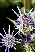 ERYNGIUM BOURGATII,   JUNE