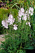 SIDALCEA MALVIFLORA ELSIE HEUGH,  JULY