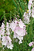 SIDALCEA MALVIFLORA ELSIE HEUGH,   JULY