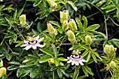 PASSIFLORA CAERULEA,  SURREY: JULY. FLOWERS AND BUDS