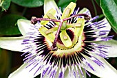 PASSIFLORA CAERULEA,  SURREY: JULY