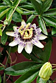 PASSIFLORA CAERULEA,  SURREY: JULY