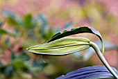 BUD OF LILIUM LOVELY GIRL (ORIENTAL HYBRID).