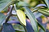 BUD OF LILIUM LOVELY GIRL (ORIENTAL HYBRID).