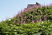 ROSEBAY WILLOWHERB (EPILOBIUM ANGUSTIFOLIUM) WITH WALLS OF RUINED MINE ENGINE HOUSE,  TIN AND COPPER MINE,  COAST OF NORTH CORNWALL : JULY