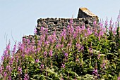 ROSEBAY WILLOWHERB (EPILOBIUM ANGUSTIFOLIUM) WITH WALLS OF RUINED MINE ENGINE HOUSE,  COPPER AND TIN MINE,  COAST OF NORTH CORNWALL : JULY