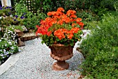 SCENE IN THE WALLED GARDEN WITH PELARGONIUMS AND PETUNIAS (INCLUDING SURFINIAS) AT LAMORRAN HOUSE GARDENS,  ST. MAWES,  CORNWALL: JULY