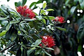 METROSIDEROS EXCELSUS IN FLOWER  AT LAMORRAN HOUSE GARDENS,  ST. MAWES,  CORNWALL: JULY