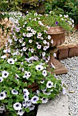 PETUNIAS (INCLUDING SURFINIAS) IN POTS IN THE WALLED GARDEN AT LAMORRAN HOUSE GARDENS,  ST. MAWES,  CORNWALL: JULY