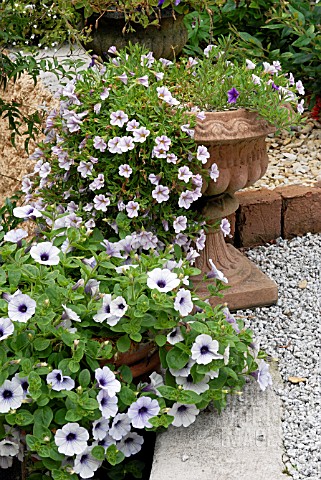 PETUNIAS_INCLUDING_SURFINIAS_IN_POTS_IN_THE_WALLED_GARDEN_AT_LAMORRAN_HOUSE_GARDENS__ST_MAWES__CORNW