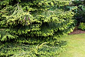 PICEA ORIENTALIS AUREA AT LAMORRAN HOUSE GARDENS,  ST. MAWES,  CORNWALL: JULY