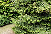 PICEA ORIENTALIS AUREA AT LAMORRAN HOUSE GARDENS,  ST. MAWES,  CORNWALL: JULY