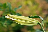 BUD OF LILIUM LOVELY GIRL (ORIENTAL HYBRID).