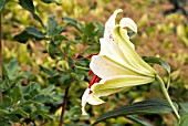 BUD OF LILIUM LOVELY GIRL (ORIENTAL HYBRID).