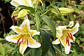 LILIUM LOVELY GIRL,  SURREY: JULY