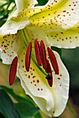 LILIUM LOVELY GIRL,  SURREY: JULY