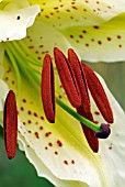 LILIUM LOVELY GIRL,  SURREY: JULY