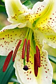 LILIUM LOVELY GIRL,  SURREY: JULY