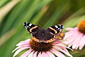 RED ADMIRAL BUTTERFLY (VANESSA ATALANTA) ON ECHINACEA PURPUREA MAGNUS,  SURREY: JULY