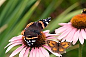 RED ADMIRAL (VANESSA ATALANTA) AND GATEKEEPER (PYRONIA TITHONUS)  BUTTERFLIES ON ECHINACIA PURPUREA MAGNUS,  SURREY: JULY.