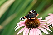 RED ADMIRAL BUTTERFLY (VANESSA ATALANTA) ON ECHINACEA PURPUREA MAGNUS,  SURREY: JULY