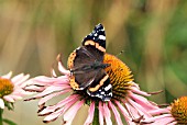 RED ADMIRAL BUTTERFLY (VANESSA ATALANTA) ON ECHINACEA PURPUREA MAGNUS,  SURREY: JULY