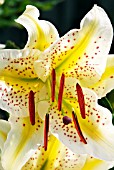 FLOWER OF LILIUM LOVELY GIRL (ORIENTAL HYBRID).