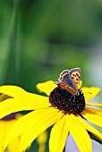 SMALL COPPER BUTTERFLY (LYCAENA PHLAEAS) ON RUDBECKIA FULGIDA SULLIVANTII GOLDSTURM,  SURREY: JULY