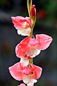 GLADIOLUS COLUMBINE