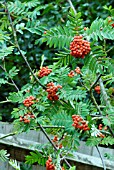 SORBUS AUCUPARIA SHEERWATER SEEDLING