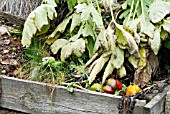 COMPOST BIN,  RHS GARDEN,  WISLEY: AUGUST