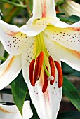 LILIUM GARDEN PARTY