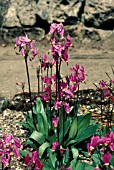 DODECATHEON PAUCIFLORUM