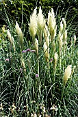 CORTADERIA SELLOANA PUMILA