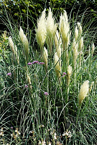 CORTADERIA_SELLOANA_PUMILA