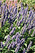 AGASTACHE BLACK ADDER