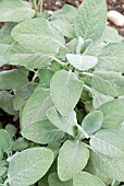 SALVIA OFFICINALIS,  BROAD LEAVED