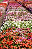 TRIAL OF IMPATIENS,  RHS WISLEY: AUGUST