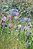 MOLINIA CAERULEA SUBSP. CAERULEA HEIDEBRAUT WITH AGAPANTHUS LOCH HOPE,  DAHLIA,  RHS WISLEY: SEPTEMBER