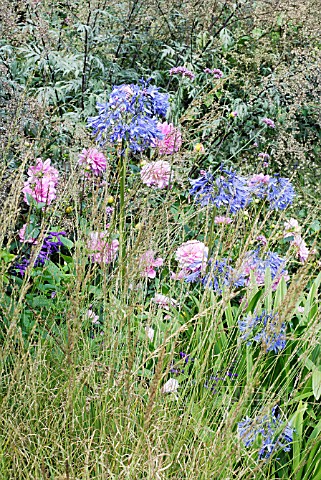 MOLINIA_CAERULEA_SUBSP_CAERULEA_HEIDEBRAUT_WITH_AGAPANTHUS_LOCH_HOPE__DAHLIA__RHS_WISLEY_SEPTEMBER