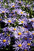 ASTER X FRIKARTII MONCH