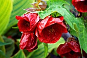 ABUTILON ASHFORD RED