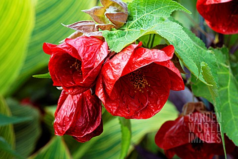 ABUTILON_ASHFORD_RED