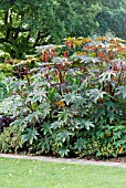 RICINUS COMMUNIS GIBSONII,  RHS WISLEY: SEPTEMBER