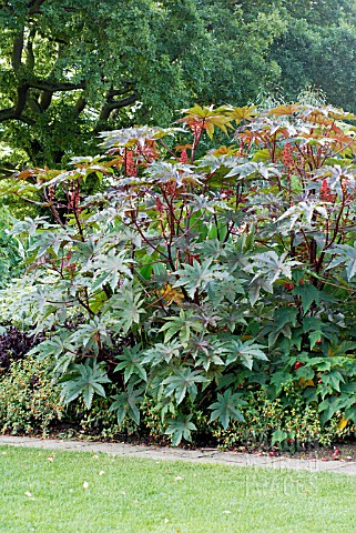 RICINUS_COMMUNIS_GIBSONII__RHS_WISLEY_SEPTEMBER